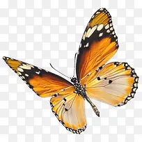 花色蝴蝶-空若网 花色蝴蝶-空若网