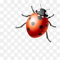 一个七星瓢虫-空若网 一个七星瓢虫-空若网