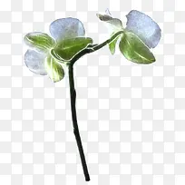 两朵宝石花-空若网 两朵宝石花-空若网