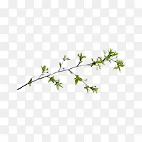 枝叶-空若网 枝叶-空若网