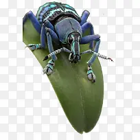 趴在叶子上的昆虫-空若网 趴在叶子上的昆虫-空若网