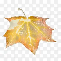 橙色枯萎枫叶-空若网 橙色枯萎枫叶-空若网