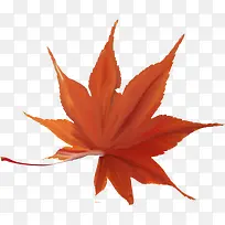 橙色漂亮枫叶-空若网 橙色漂亮枫叶-空若网