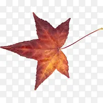 橙色漂亮枫叶-空若网 橙色漂亮枫叶-空若网