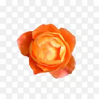 玫瑰花橙色桌面壁纸-橙色花-空若网 玫瑰花橙色桌面壁纸-橙色花-空若网