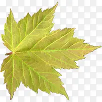 ������ͩҶװ���ز�-������