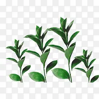 ����Ҷ����֦�ز�-������