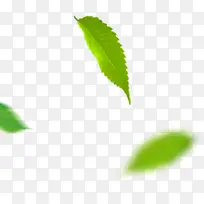 绿色树叶png免扣素材-空若网 绿色树叶png免扣素材-空若网