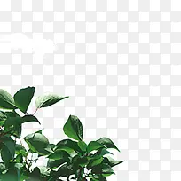 ��֦��Ҷ-������