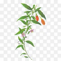 枸杞插画免扣素材-空若网 枸杞插画免扣素材-空若网