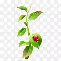 ����ư��-����-ư��Ľ���ʷ-������