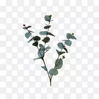 植物茎,人工花叶树-桉树-空若网 植物茎,人工花叶树-桉树-空若网