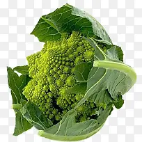 好吃的蔬菜菜花-空若网 好吃的蔬菜菜花-空若网