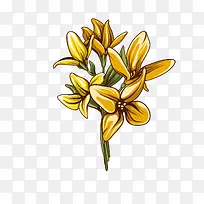 黄花菜矢量图免抠下载-空若网 黄花菜矢量图免抠下载-空若网