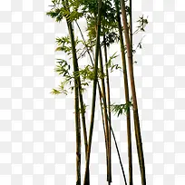 竹子素材-空若网 竹子素材-空若网