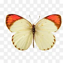 美丽的蝴蝶-空若网 美丽的蝴蝶-空若网