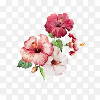 手绘水彩粉色花朵-空若网 手绘水彩粉色花朵-空若网