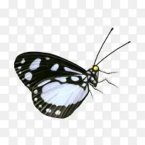 蝴蝶-空若网 蝴蝶-空若网