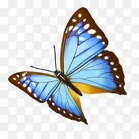 蝴蝶-空若网 蝴蝶-空若网