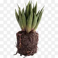 ��ɫС��-������