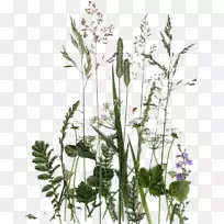 英国薰衣草花卉植物叶蒲公英绿药草采集-空若网 英国薰衣草花卉植物叶蒲公英绿药草采集-空若网