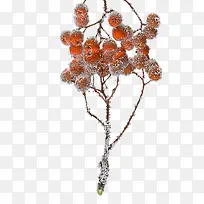 霜降节气山楂果树枝装饰下载-空若网 霜降节气山楂果树枝装饰下载-空若网