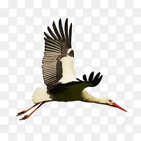 飞翔的大雁-空若网 飞翔的大雁-空若网