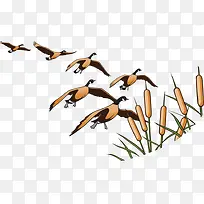 南飞的大雁-空若网 南飞的大雁-空若网