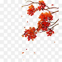 ��ɫ����֦-������