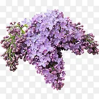 唯美花朵-空若网 唯美花朵-空若网