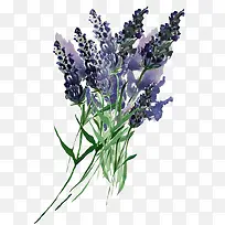 手绘薰衣草免扣素材-空若网 手绘薰衣草免扣素材-空若网