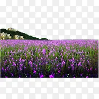 ޹�²ݻ�������-������