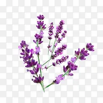 薰衣草花免扣素材-空若网 薰衣草花免扣素材-空若网