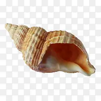 可爱的贝壳免抠素材-空若网 可爱的贝壳免抠素材-空若网