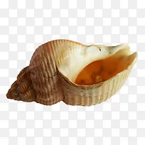 可爱的贝壳免抠素材-空若网 可爱的贝壳免抠素材-空若网