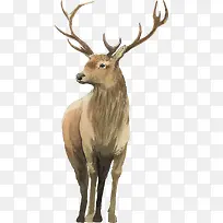 精致手绘圣诞节驯鹿-空若网 精致手绘圣诞节驯鹿-空若网