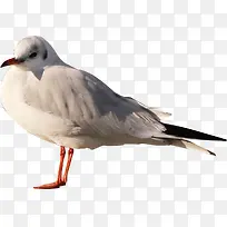 ·ÉÇÝ-¿ÕÈôÍø ·ÉÇÝ-¿ÕÈôÍø