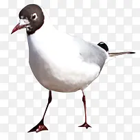 ���ӷ��ز�-������