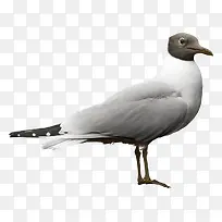 �ŷɸ����زĸ���ͼƬ�ز�-������