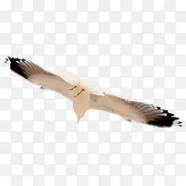 放飞鸽子素材和平-空若网 放飞鸽子素材和平-空若网