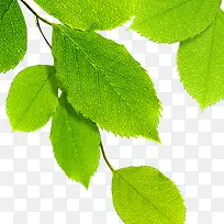 ��Ҷ�ز�-������