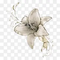 矢量百合花-空若网 矢量百合花-空若网