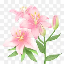 百合 百合花 手绘百合花-空若网 百合 百合花 手绘百合花-空若网