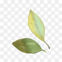 �ֻ�ˮ��Ҷ������ز�-������