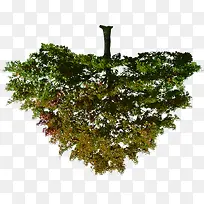 µ¹Ó°ÖеÄÊ÷-¿ÕÈôÍø µ¹Ó°ÖеÄÊ÷-¿ÕÈôÍø