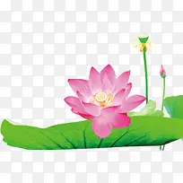 ¹ú»Ë®²Ê»Ë®ÖÐÁ«»¨ºÉÒ¶Á«Åî-¿ÕÈôÍø ¹ú»Ë®²Ê»Ë®ÖÐÁ«»¨ºÉÒ¶Á«Åî-¿ÕÈôÍø