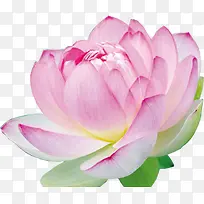 水中莲花拍摄摄影-空若网 水中莲花拍摄摄影-空若网