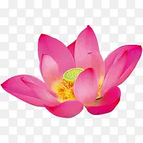 高清摄影水中莲花红色-空若网 高清摄影水中莲花红色-空若网