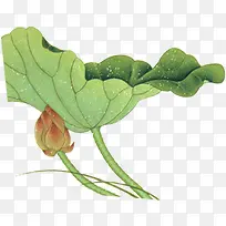 高清摄影水中莲花-空若网 高清摄影水中莲花-空若网