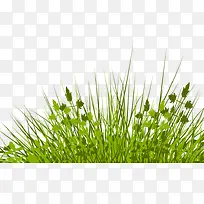 漂亮的小草-空若网 漂亮的小草-空若网